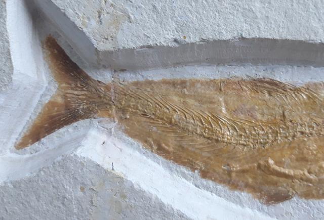 Tharsis dubius (BLAINVILLE 1818) - Bild © FossNet FossilienStore